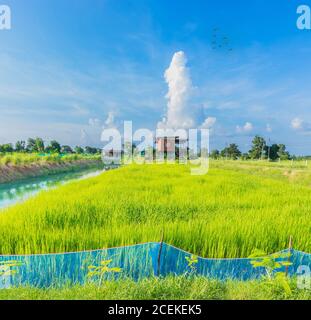 La campagna, risaia verde con bella nuvola cielo nella parte alta della Thailandia. Foto Stock