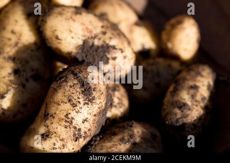 Patate appena scavate coperte nel suolo, Inghilterra, Regno Unito Foto Stock