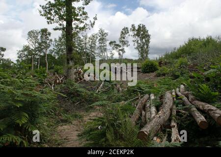 Legname nella foresta di Ashdown, Sussex orientale, Regno Unito Foto Stock