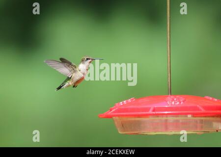 Un colubris archilochus colubris di hummingbird con gola di rubino visita un alimentatore dentro estate per sorseggiare l'acqua dello zucchero Foto Stock