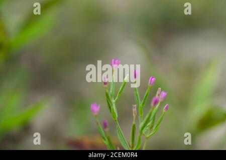 Fiori Centaury in ramificazione in estate Foto Stock