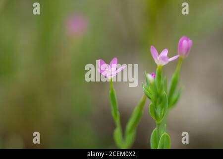 Fiori Centaury in ramificazione in estate Foto Stock