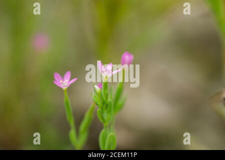 Fiori Centaury in ramificazione in estate Foto Stock