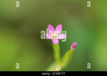 Fiori Centaury in ramificazione in estate Foto Stock