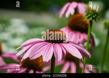 Fiori di Echinacea in fiore in estate Foto Stock