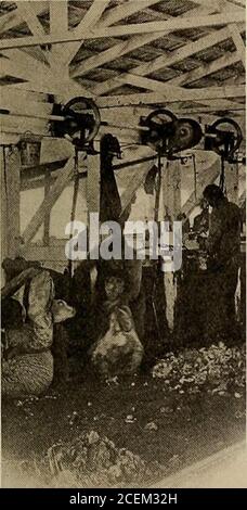 . Giornale di elettricità. y**&gt;■ *» %. T L.5 ^.^j^ib. Jyf. M xh. UN PASCOLO DI PECORA DI ERBA MEDICA queste sono le pecore che si nutrono sull'erba medica che è allevata sulla terra che è acquedby l'aiuto di pompe elettriche - e la nazione sta cercando loro di fornire la maggior parte del suo approvvigionamento alimentare. 300,000 dollari di agnelli e di montone, per dire niente di circa 200,000 dollari di lana, è il record di una sola contea in questa regione particolare. PROFITTO IN PIGSJust per mostrare cosa si può fare con i suini su terreni irrigati: Nel 1912, un contadino della contea di Kern ha investito 330 dollari in 12 scrofe e cinghiali. Alla fine di due y Foto Stock