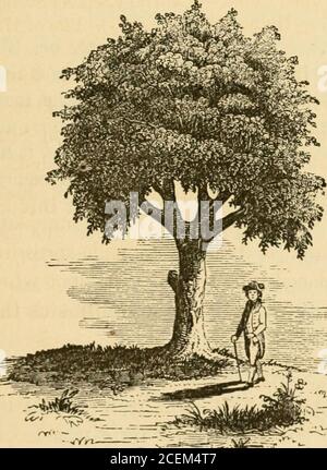 Antichi Luoghi Di Interesse E Personaggi Storici Di Boston Alleati Irriti L Albero E Stato Tagliato Da Un Partito Guidato Da Un Job Williams Armato Di Assi Ha Fatto Un Attacco Furioso