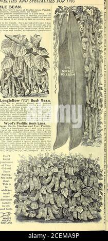 . Il libro di seme di Maule per 1905. Di un'abitudine robusta, compatta, che matura molto presto. Baccelli di lunghezza superiore a 6 pollici. Elenco Longfel-low alla sollecitazione più seria di metà un dozenof il mio più critico mercato giardino customers.Packet, 10 centesimi; pinta, 30 centesimi; quart, 50 centesimi. Boschi prolifico Bush Lima. Grande, precoce, senza vite aiid molto prolifico. Questo è un bel bush, precoce e molto prolifico del grande bush Lima fagiolo. Si tratta di una varietà splen-did, probabilmente destinata a sostituire tutte le altre forme. Infatti, la rivendicazione è fatta thatit è il miglioramento più prezioso introdotto dalla prima boccola lim Foto Stock