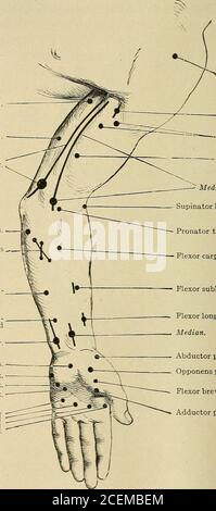 . Malattie del sistema nervoso : per il medico generico e lo studente. Xtensor secundi internodiipollicis. Abdattore minimi digiti.interossei dorsale (III e IV). Fig. 55.-punti motori sull'arto superiore, sulla superficie dell'estensore. Ottenuti da applicazioni dirette della corrente elettrica al muscolo lacrimale o dalla sua applicazione ai tronchi nervosi. L'esame delle reazioni elettriche deve essere effettuato nel modo seguente. Faradismo: L'elettrodo grande o indifferente fissato all'ESAME positivo 64 PER LE MALATTIE NERVOSE (anodo) viene applicato al collo o allo sterno, il piccolo o il test Foto Stock