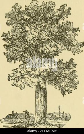 . Un trattato su potatura foresta e alberi ornamentali.. Fig. 46. – tronco di una quercia injuredby negligenza e cattiva potatura. Fig. 47. – Trunk del sameltree due anni dopo il trattamento. Tentato, il suo decadimento sarebbe stato rapido e com-plete ; senza potatura deve essere morto presto]senza dare niente più prezioso del fuoco-legno. La rimozione di numerosi rami, allo scopo di ripristinare il vigore ad un albero decrepito, può sembrare op-posed a che cosa già è stato detto riguardo a]le funzioni delle foglie nell'elaborazione dell'alimento vegetale;je si potrebbe sostenere che potare deve essere inju-rious, perché, in s. Foto Stock