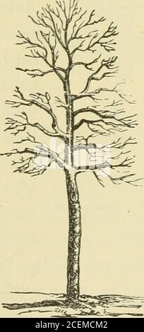 . Un trattato su potatura foresta e alberi ornamentali.. FIS. 39. - albero quaranta anni; potatura prima Fig. 40.- albero sessanta o settanta anni, prima potatura (secondo anno). Classe che non può essere completamente restaurato, o almeno molto materialmente migliorato, se la necessaria POTATURA DI ALBERO sup-44. pressioni e riduzioni sono operate con giudizio e coraggio (Fig. 39, 40). I rami inferiori, spesso non naturallydeveloped e interferiscono con la crescita del restof dell'albero, dovrebbero essere accorciati per stabilire la corretta forma di testa, mentre il leader dovrebbe essere tradito nel modo già re Foto Stock