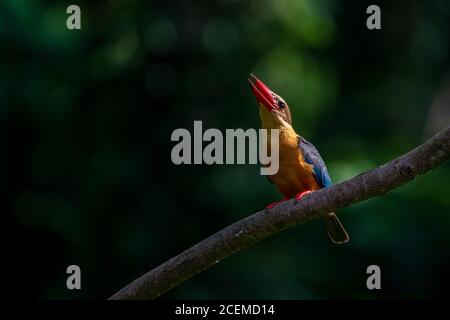 Un singolo kingfisher fatturato da Stork è appollaiato su una filiale a Bukit Timah, Singapore Foto Stock