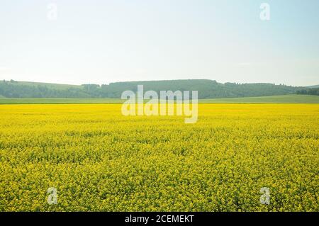 Campi infiniti seminato con grano saraceno maturo con fiori gialli. Khakassia, Sud Siberia, Russia. Foto Stock