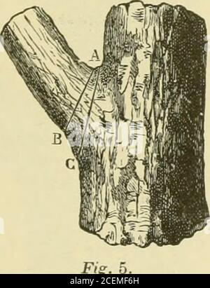 . Un trattato su potatura foresta e alberi ornamentali.. Oo, Che i tronchi così trattati hanno raggiunto una largersize e un valore più grande in un dato tempo che thosewhich, in condizioni simili di crescita, aveva beenallowed di mantenere tutti i loro rami mal posizionati.mi rammarico in questo contesto di differire da così eminentan autorità come de Breuil, che dà la regola seguente: Le amputazioni devono essere effettuate in modo tale che il diametro della ferita non superi quello dell'estremità del ramo. Tale apractice deve, credo, essere dis-astroso, perché ogni volta che un ramchof di grandi dimensioni è amputato in tliisway, è e. Foto Stock