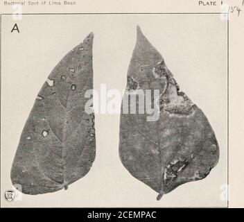 . Journal of Agricultural Research. fig., 21 pi. Bibliografia, pag. 40-41. (6) Smith, Erwin F. 1905. BATTERI IN RELAZIONE A MALATTIE DELLE PIANTE. V. I. Washington, D. C.(Carnegie Ins. Washington Pub. 27, punto i.) (7) 1898. DESCRIZIONE DI BACILLUS PHASEOLI, N. SP., CON ALCUNE OSSERVAZIONI SULLE SPECIE CORRELATE. In Proc. Amer. Assoca. ADV. Sci., 46a riunione, 1897, pag. 288-290. (8) Sturgis, W. C. 1899. UNA BLIGHT BATTERICA OP FAGIOLI LIMA. Nel Conn. AGT. Scad. Sta. 22d. Ann. RPT., 1898, pag. 262-263. PIATTO i A.-- UN confronto di macchia batterica (sinistra) con la luce batterica (destra) in fagiolo di lima del giardino dell'olthe del re. Il batterico sp Foto Stock