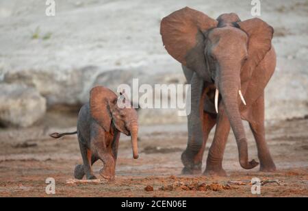 Madre e bambino elefante giocare in asciutto fiume letto a Chobe Fiume in Botswana Foto Stock