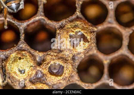 Covata sigillata di api di miele nell'apiary dell'apicoltore nell'alveare api di nurse sulla cornice con la cera d'api e la colonia di propoli. Foto Stock