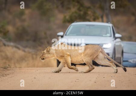 Leoness che attraversa una strada con le auto in attesa in background A Kruger Park in Sud Africa Foto Stock