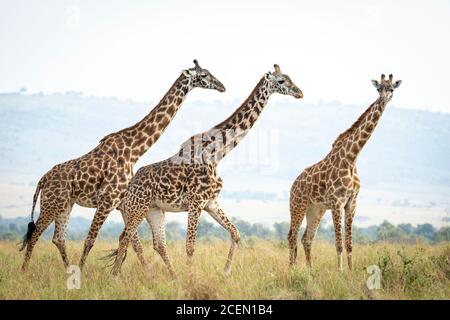 Torre di giraffa che cammina insieme in erba alta in Masai Mara in Kenya Foto Stock