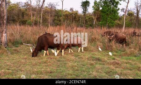 una mandria di gauri che pascolano al tramonto in tadoba Foto Stock