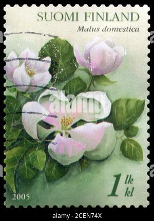 Francobollo dalla Finlandia nella serie alberi pubblicata in 2005 Foto Stock