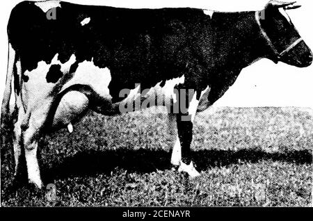 . Agricoltura per le scuole del sud. Fig. 193.-UN mucca di maglia le vene di latte trasportano il sangue dalla mammella dove hasaiuted fa il latte. Se sono grandi, mostra che il sangue della mucosa scorre oltre la mammella per l'uso nella produzione di latte. La razza Jersey. Questa razza è nata sull'isola di Jersey tra Inghilterra e Francia (Fig.193). Le leggi di quell'isola non consentono l'introduzione di altre razze. La maglia è ora la più pop-ular lattiera razza negli Stati Uniti. Ciò è perché itsmilk è così ricco. Una mucca di Jersey produce spesso più di BESTIAME DA LATTE 297 400 libbre di burro in un anno, e som Foto Stock