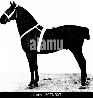 . Agricoltura per le scuole del sud. V^^Xa^ Fig. 184.-UN Cavallo da sformo; Clydesdale getta il loro peso e la loro forza perpendicolarmente contro il collare.i loro piedi sono grandi. Negli stati del sud, dove il themule è un animale da lavoro preferito nella fattoria, il ferro di cavallo di pescaggio è usato molto meno nelle aziende agricole che nelle città. 286 AGRICOLTURA Percherons.- la razza Percheron originatedin Francia.è diventato molto popolare negli Stati Uniti. I thecolor che si verificano più frequentemente sono neri e tutte le ombre di grigio. Il cavallo Percheron è un animale molto pesante, compatto, con le gambe corte libere da peli lunghi (Fig. Fig. Foto Stock