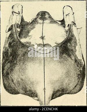 . Pelli dalla parte posteriore dell'animale alla porta della conceria. Diagramma 1.. Diagramma 2. Foto Stock