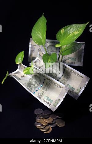 Edera del diavolo (Epipremnum aureum) o foglia di pianta di denaro con 500 rupie valuta nota su sfondo nero. Albero delle banconote immagine della nota bancaria con piano. Foto Stock