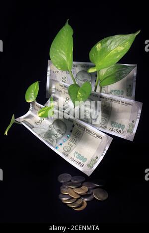 Edera del diavolo (Epipremnum aureum) o foglia di pianta di denaro con 500 rupie valuta nota su sfondo nero. Albero delle banconote immagine della nota bancaria con piano. Foto Stock