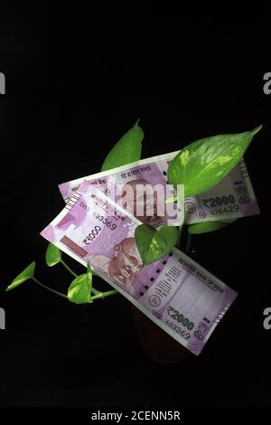 Edera del diavolo (Epipremnum aureum) o foglia di pianta di denaro con 2000 rupie valuta nota su sfondo nero. Albero delle banconote immagine della nota bancaria con impianto Foto Stock