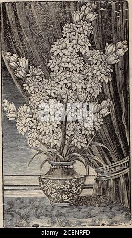 . Catalogo di sementi, forniture agricole e orticole e guida per il giardino, il campo e l'azienda agricola. Liliuin Lilium Auratum.Tigrinum. Tiger Lilv Tuberose Polianthes Taberosa. Doppia Perla. Arancione, nero macchiato, molto showy. Tisrrinum Flore Pleno. Doppio giglio tigre. Di maestosa abitudine, crescendo fino ad un'altezza di 5 piedi, e portando un numero immenso di fiori doppi, arancio-rosso, macchiati con Postale nero su tutti i bulbi Lilv, 25c per doz. Extra. L. Candidum e L. Harnsnpossono essere forniti da agosto a gennaio. Tutte le altre varietà da ottobre ad aprile. 15 1 50 00 mangeli, del peso di 90 libbre ciascuno, erano gro Foto Stock