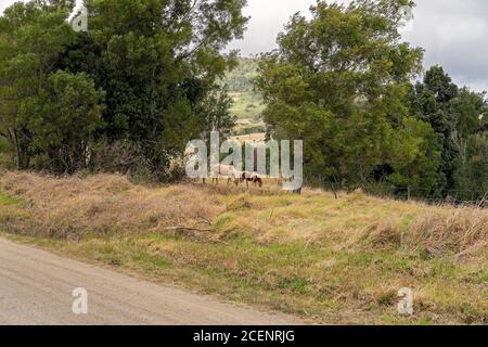 Due cavalli che pascolano in un paddock a fianco di una strada sterrata di paese Foto Stock