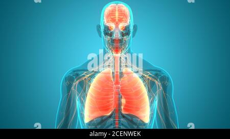 Organi interni umani cervello con polmoni Anatomia Foto Stock