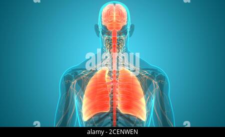 Organi interni umani cervello con polmoni Anatomia Foto Stock