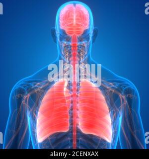 Organi interni umani cervello con polmoni Anatomia Foto Stock