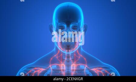 Anatomia dei linfonodi del sistema interno umano Foto Stock