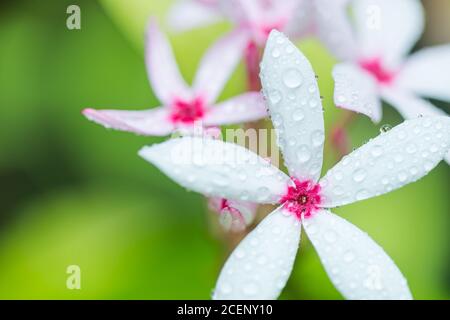 Rosa e bianco fiore Kopsia rosea, frutticosa, fiorente in giardino Foto Stock