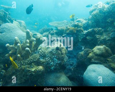 Coral Reef Paesaggio luminoso Foto Stock