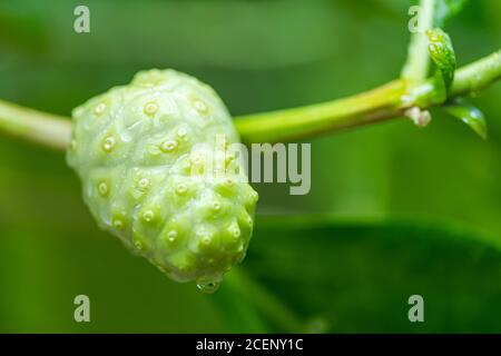 il frutto della pianta di morinda citrifolia(noni) nel giardino È prodotti agricoli Foto Stock