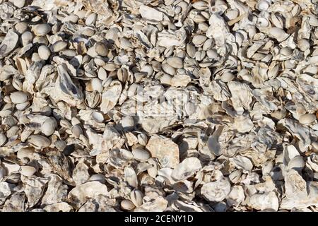 Riva del mare coperta di ostriche e conchiglie gettate fuori dalla tempesta. Foto Stock