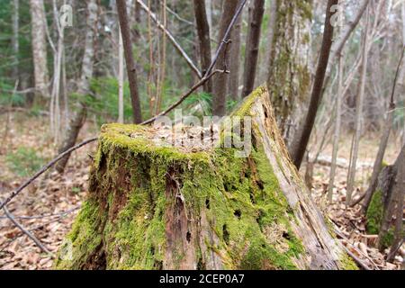 Un vecchio moncone marcio coperto di muschio verde e mangiato da formiche in una fitta foresta selvaggia. Foto Stock