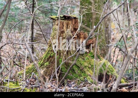 Un vecchio moncone marcio, ricoperto di muschio, licheni e funghi, tra gli spessi e le salde della taiga di Ussuri nell'Estremo Oriente della Russia. Foto Stock