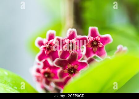 Primo piano di fiori rossi e rosa a forma di stella di Hoya carnosa o porcellana fiore o cera pianta. Foto Stock