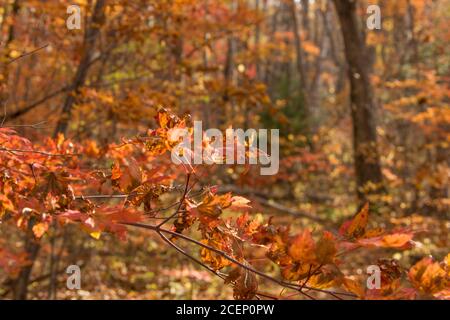 Foglie d'acero colorate tra la colorata foresta d'autunno. Foto Stock