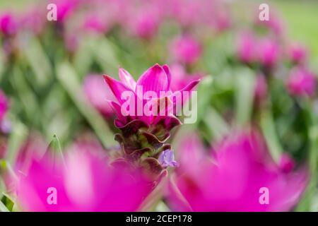 Curcuma Zanthorrhiza (Siam Tulip Curcuma Alismatifolia) Fiore bianco nella natura e nel giardino Foto Stock