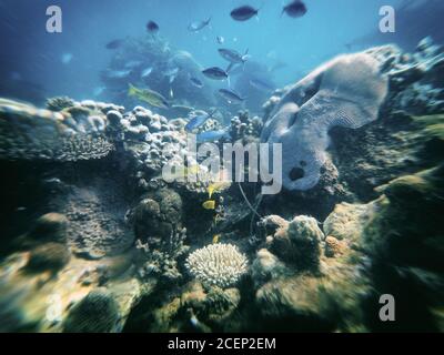 Spostamento inclinazione immagine orizzontale Reef Foto Stock