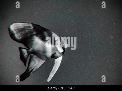 Batfish / Spadefish Swimming in Black White Macro Image Foto Stock