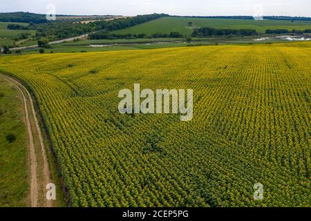 campo di girasole, agricoltura, vista dall'alto Foto Stock