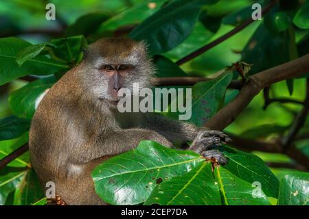 Una singola scimmia macaque a coda lunga nella riserva naturale Bukit Timah, Singapore Foto Stock
